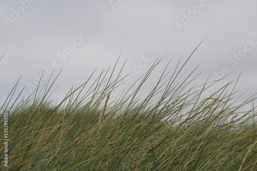 Grass in the wind. Coast of Ireland.