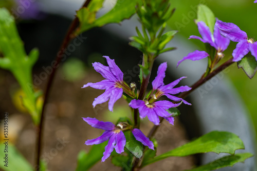 Scaevola saligna flower growing in meadow  macro 