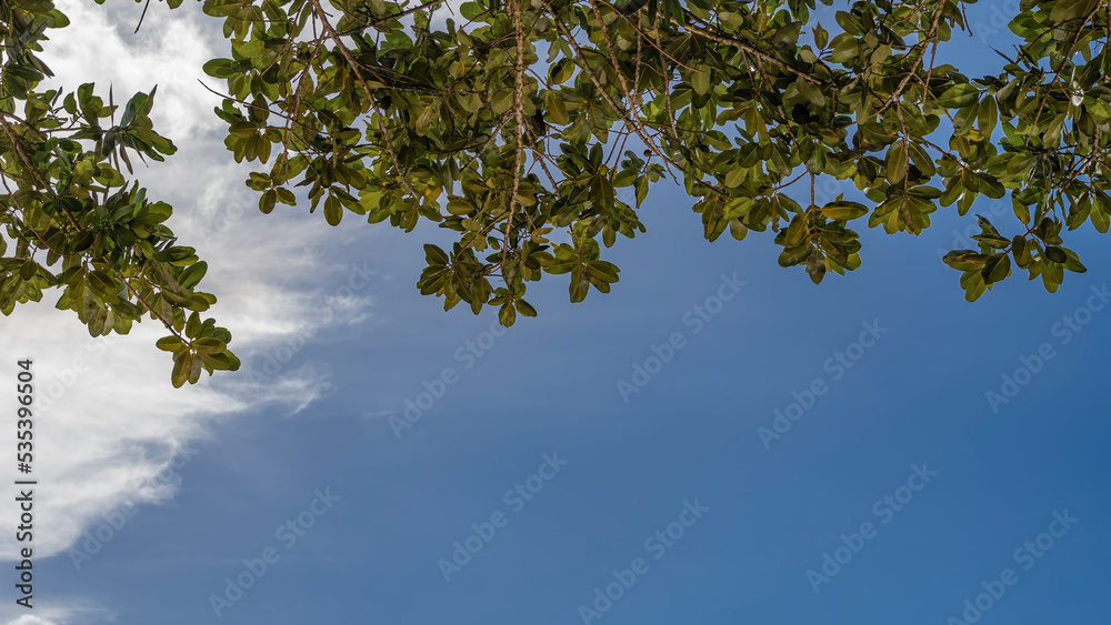 Green branches of a tropical tree against a background of blue sky and clouds. Space for copying. Full screen Green branches of a tropical tree against a background of blue sky and clouds. Space for copying. Full screen