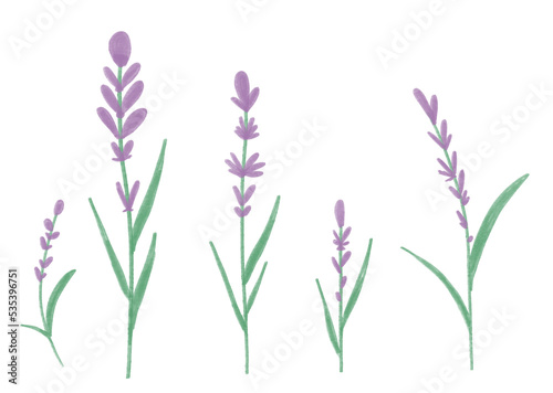 Watercolor lavender isolated illustration on white background. Floral hand draw illustration for design. Wildflower lavender flower in a watercolor style. Aquarelle wild flower for background  texture