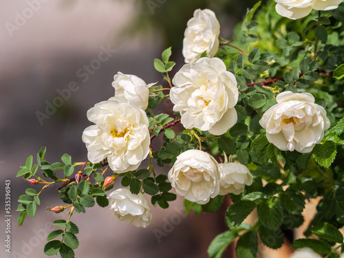 Rosa odorata wihite flowers with burred background.