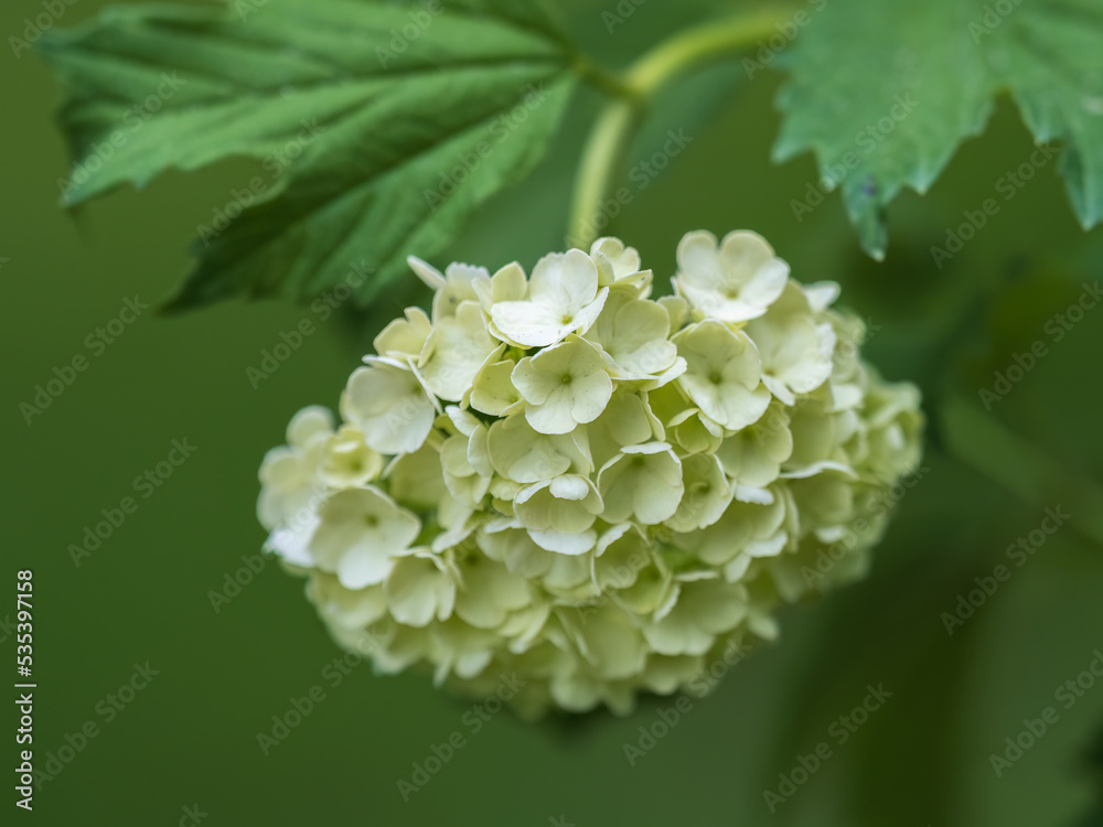 Lush white flowers of viburnum roseum with blurred background.. Lush white flowers of viburnum roseum with blurred background..
