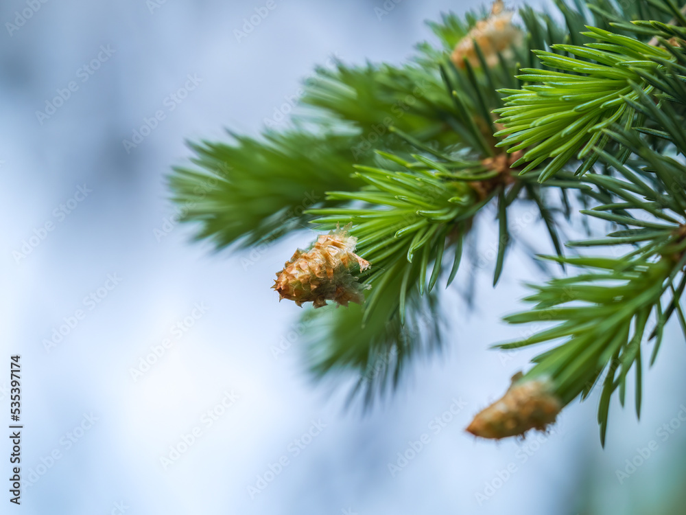 Fir branches with fresh shoots in spring. Fir branches with fresh shoots in spring.