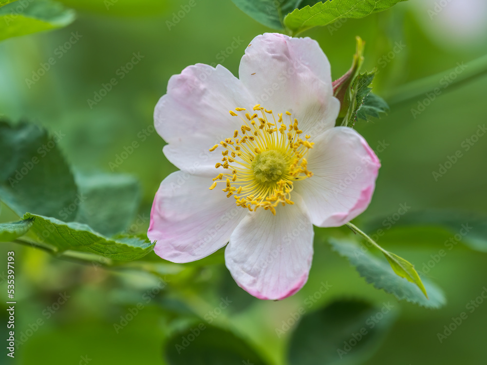 Flowering rosehip bush on a sunny summer day, close-up. Delicately white flowers on a branch of rose hips. Flowering rosehip bush on a sunny summer day, close-up. Delicately white flowers on a branch of rose hips.