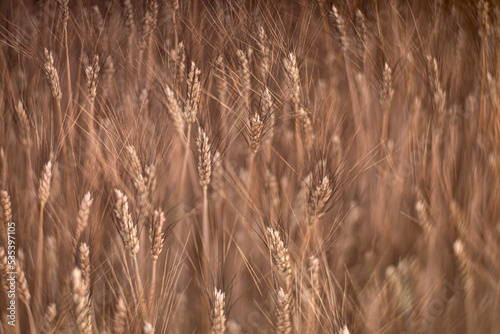 Closeup barley growing on field focused on tips of ears with dark bristles by tilt of sharpness plane creating in whole view structure background seamless wallpaper