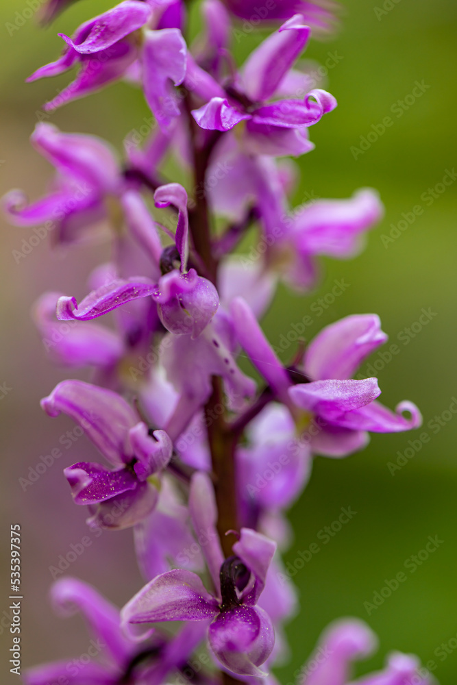 Orchis mascula flower growing in meadow, close up	