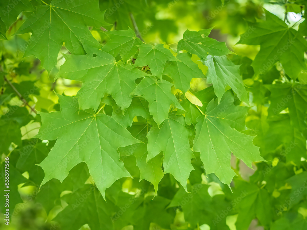 Spring branches of maple tree with fresh green leaves Spring branches of maple tree with fresh green leaves