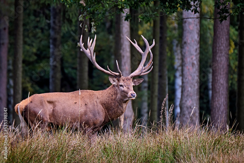 Fototapeta Naklejka Na Ścianę i Meble -  Rothirsch ( Cervus elaphus ).
