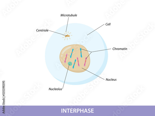 illustration interphase of Mitosis phase photo