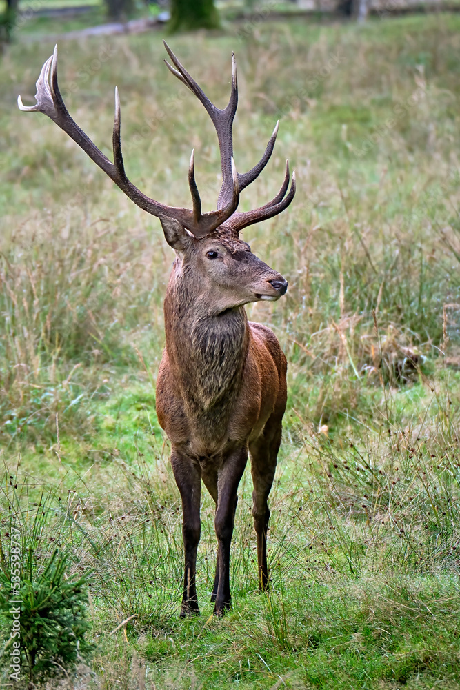 Rothirsch ( Cervus elaphus ). Rothirsch ( Cervus elaphus ).