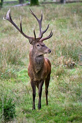 Fototapeta Naklejka Na Ścianę i Meble -  Rothirsch ( Cervus elaphus ).