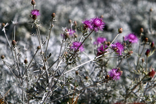 Milk thistle grows in a forest clearing.