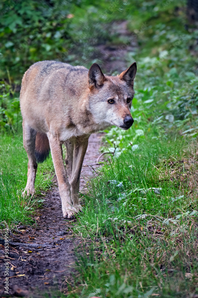 Fototapeta premium Europäischer Wolf ( Canis lupus ).