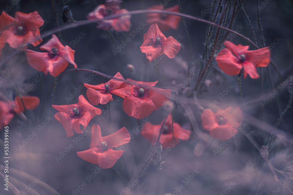 Close up of red poppy field illuminated in backlit by low lying sun just before sunset / after sunrise Close up of red poppy field illuminated in backlit by low lying sun just before sunset / after sunrise