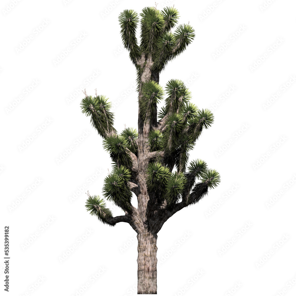 Joshua Tree - Front View Joshua Tree - Front View