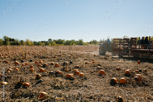 tractor driving people through a pumkin farm photo