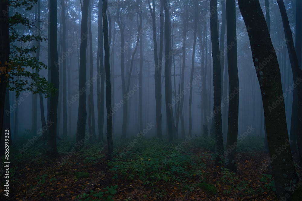 Gloomy twilight forest. Cold fog in the beech Carpathian forest. Creepy atmosphere of a foggy night forest