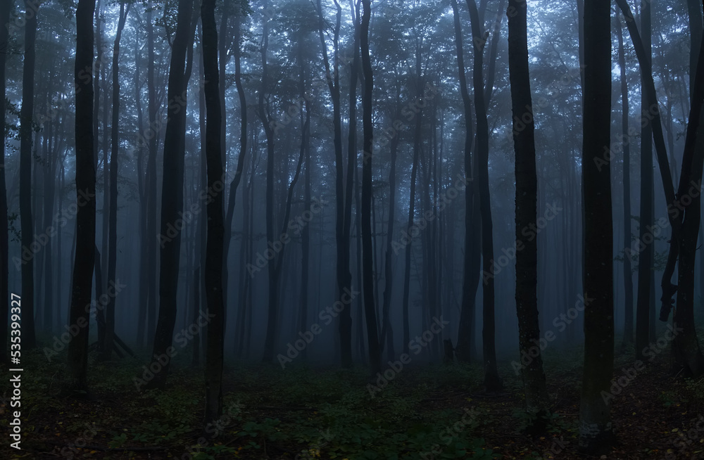 Gloomy twilight forest. Cold fog in the beech Carpathian forest. Creepy atmosphere of a foggy night forest