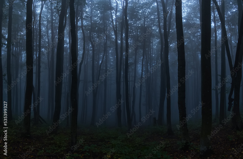 Gloomy twilight forest. Cold fog in the beech Carpathian forest. Creepy atmosphere of a foggy night forest Gloomy twilight forest. Cold fog in the beech Carpathian forest. Creepy atmosphere of a foggy night forest