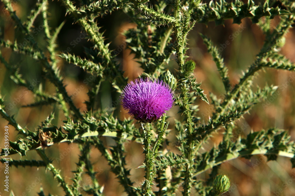 Milk thistle grows in a forest clearing. Milk thistle grows in a forest clearing.