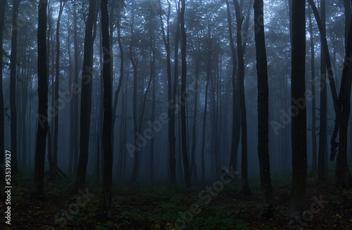 Gloomy twilight forest. Cold fog in the beech Carpathian forest. Creepy atmosphere of a foggy night forest © Rejdan