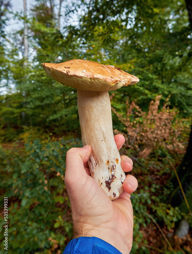 A man's hand holds a large boletus mushroom. Blurred autumn forest in the background. Great find mushroom picker