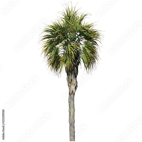 Palmetto Tree - Front View © Anand Kumar