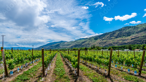 Rows on Vines in the Vineyards of Canada's Wine Region in the Okanagen Valley between the towns of Oliver and Osoyoos, British Columbia, Canada