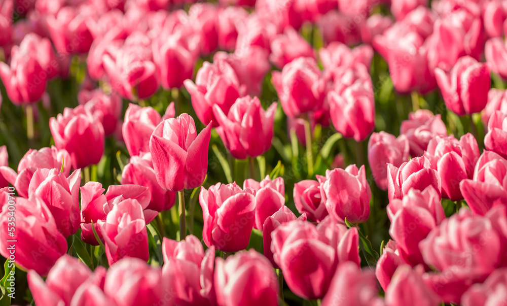 Blooming tulips. Spring floral background. Field of bright beautiful tulips close-up. Colorful tulips at the Holland Flower Festival. long banner Blooming tulips. Spring floral background. Field of bright beautiful tulips close-up. Colorful tulips at the Holland Flower Festival. long banner