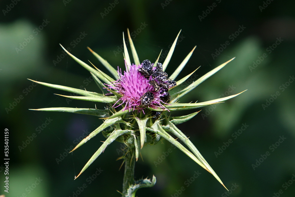 Milk thistle grows in a forest clearing. Milk thistle grows in a forest clearing.