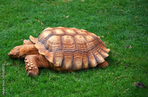 tortoise