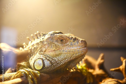 Canvas Print close up of a iguana