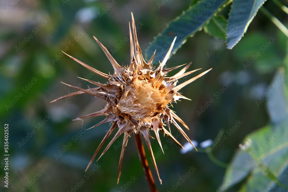 Milk thistle grows in a forest clearing. Milk thistle grows in a forest clearing.