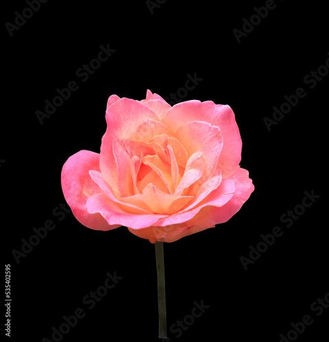 Close up single head rose flower isolated on black background