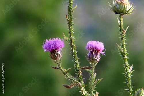 Milk thistle grows in a forest clearing.