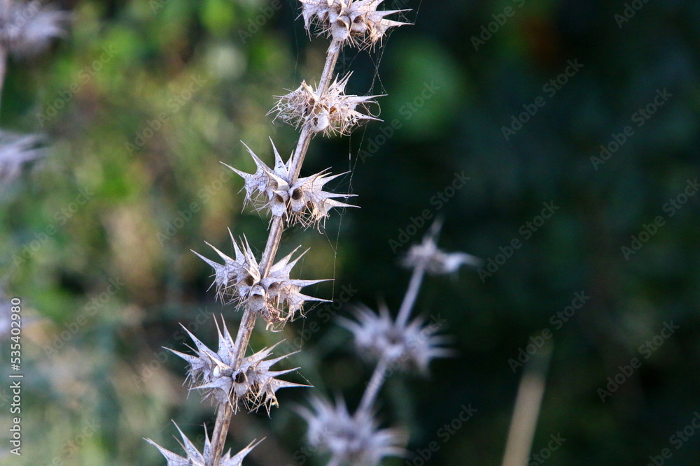 Milk thistle grows in a forest clearing. Milk thistle grows in a forest clearing.