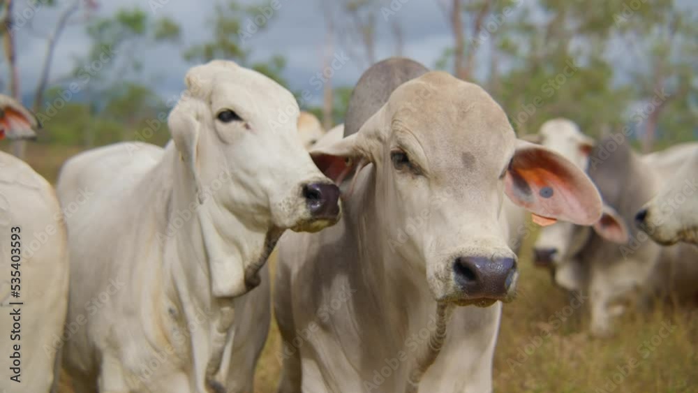 Slow motion close up shot of cows looking at the camera, Australian outback farm Slow motion close up shot of cows looking at the camera, Australian outback farm