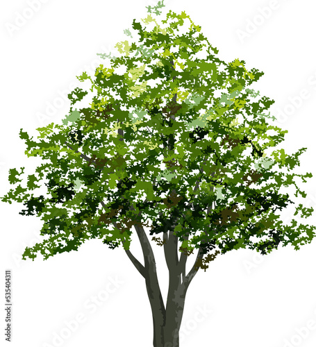 Big tree for landscape design. PNG illustration.