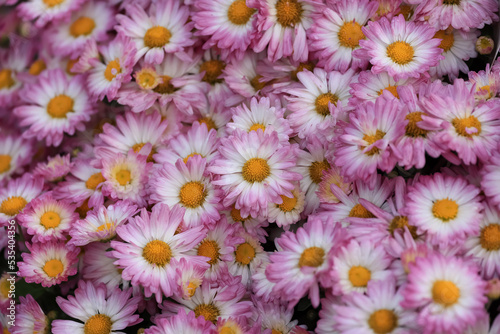 Close up view of pink Chrysanthemum flowers in the pot