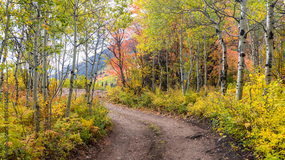 Fall foliage along scenic byway at Mt Timpanogos in Utah Fall foliage along scenic byway at Mt Timpanogos in Utah