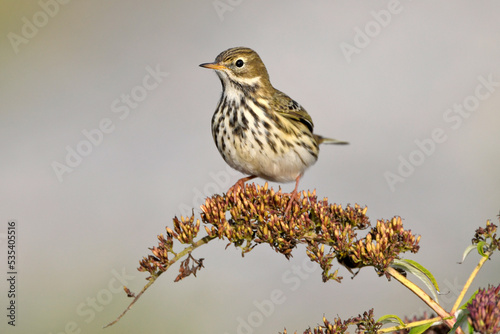 Meadow Pipit // Wiesenpieper (Anthus pratensis) photo
