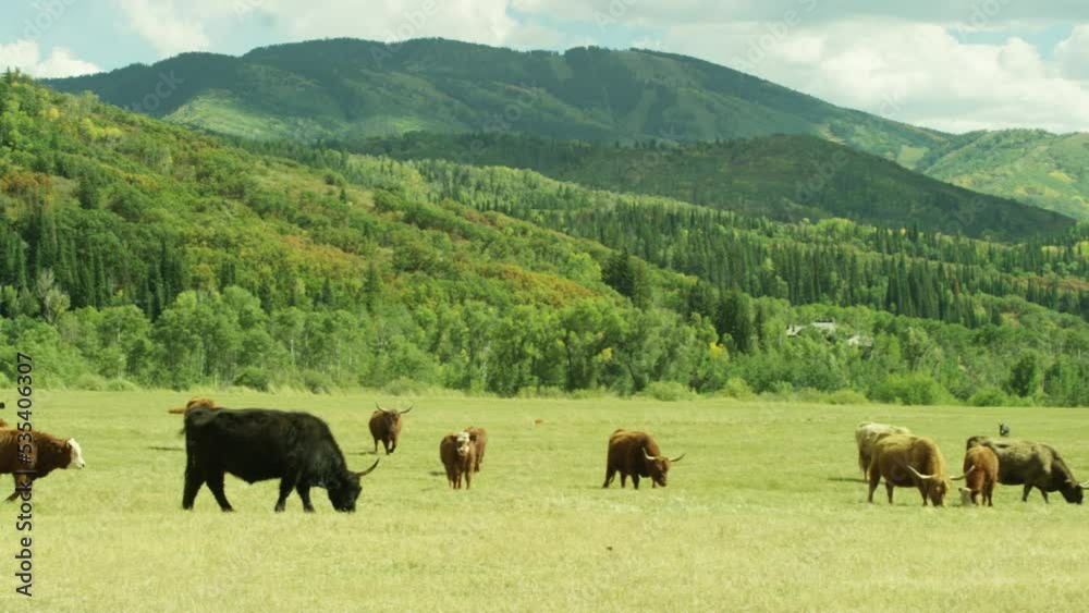 Cows grazing in green grassy field with mountain backdrop RED 6k panning medium shot Cows grazing in green grassy field with mountain backdrop RED 6k panning medium shot