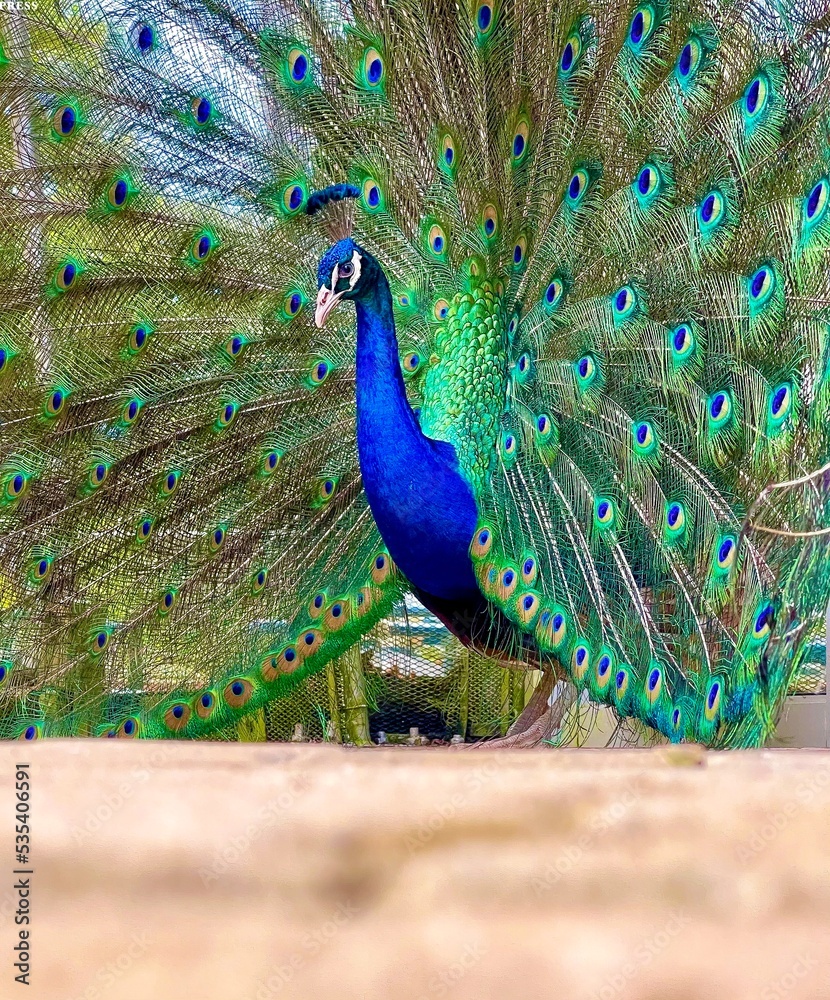 Obraz premium Beautiful Peacock