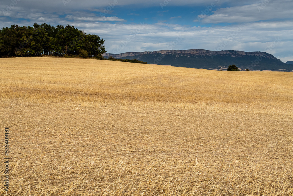 Cereal field, forest and mountains. From Irache to Azqueta, Navarra, Spain. Santiago's road.