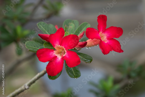 Adenium(Desert Rose ), Impala Lily,