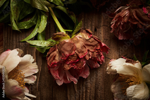 Flowers of dry peony on a vintage wooden planks backdrop