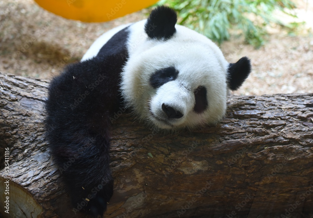 Fototapeta premium giant panda bear
