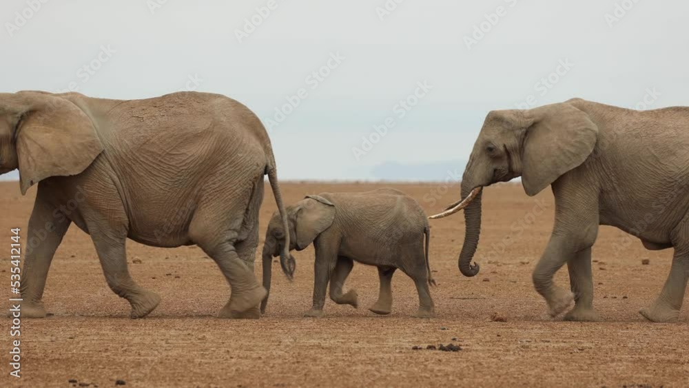 A herd of elephants with babies march across the dusty plains in Amboseli, Kenya. A herd of elephants with babies march across the dusty plains in Amboseli, Kenya.