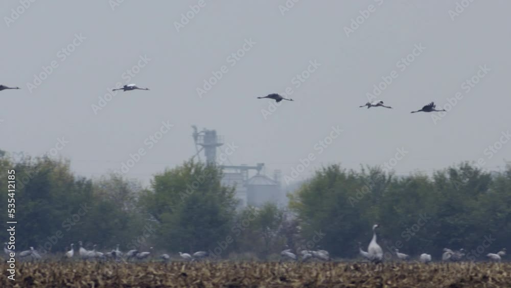 Cranes Flying In Formation Flight Migratory Bird Grus Grus Slow Motion Image Cranes Flying In Formation Flight Migratory Bird Grus Grus Slow Motion Image
