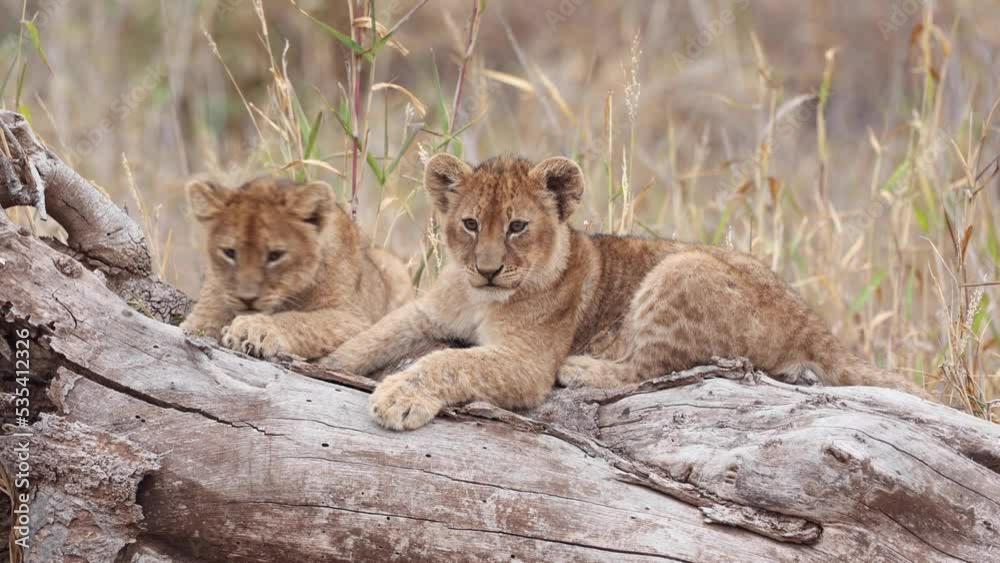 Closeup of two cubs lying on a fallen tree; one gets up to leave. Mashatu Game Reserve, Botswana. Closeup of two cubs lying on a fallen tree; one gets up to leave. Mashatu Game Reserve, Botswana.